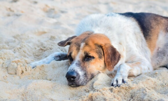 Dog-friendly beaches St Ives - Cornish Riviera