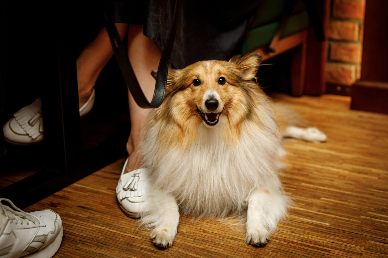 Happy shetland sheepdog in dog-friendly bar