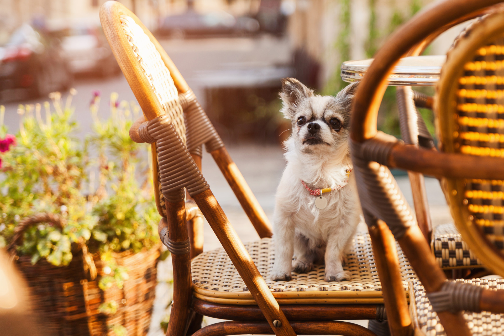 dog-friendly place to eat st ives