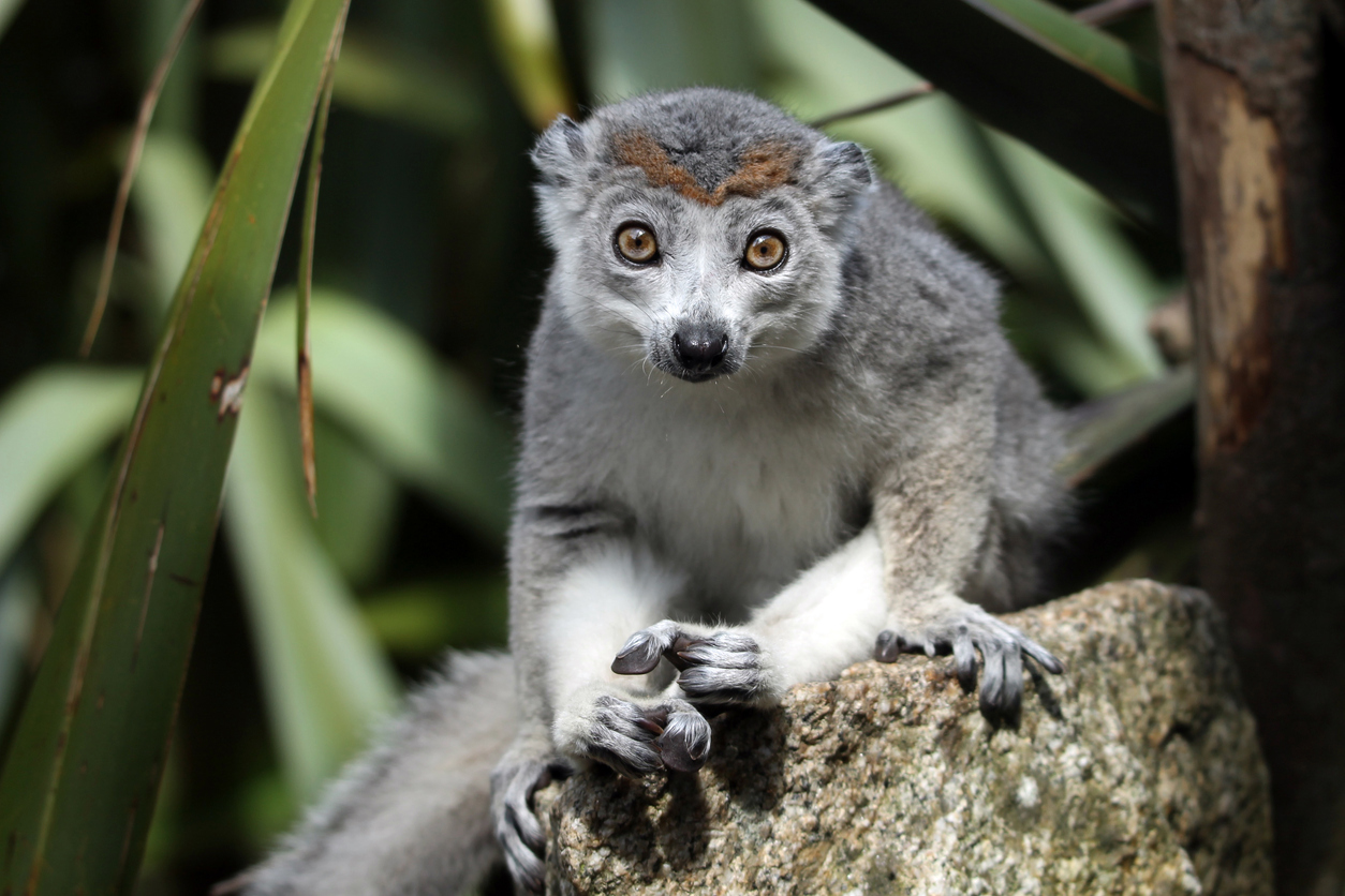 A crowned lemur (Eulemur coronatus) looking into the camera.