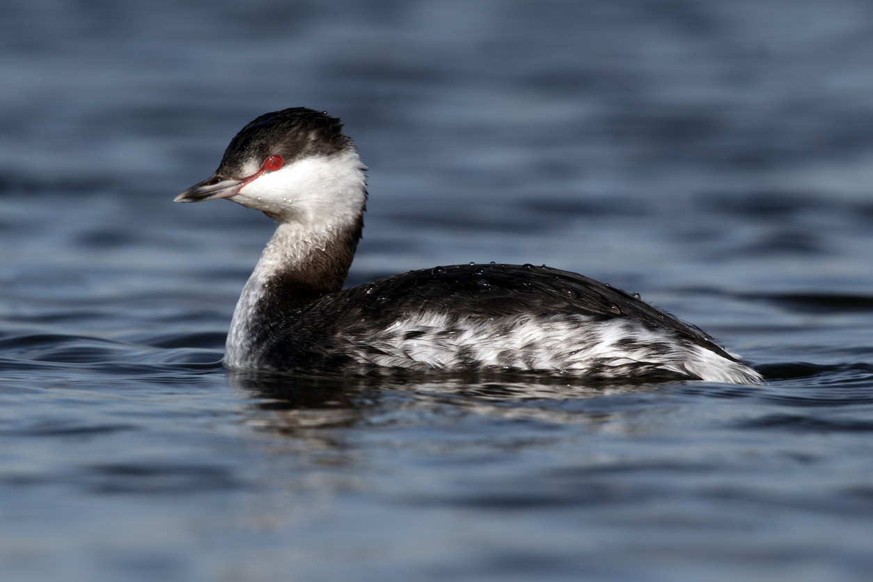 Slavonian grebe, Podiceps auritus, single bird on water