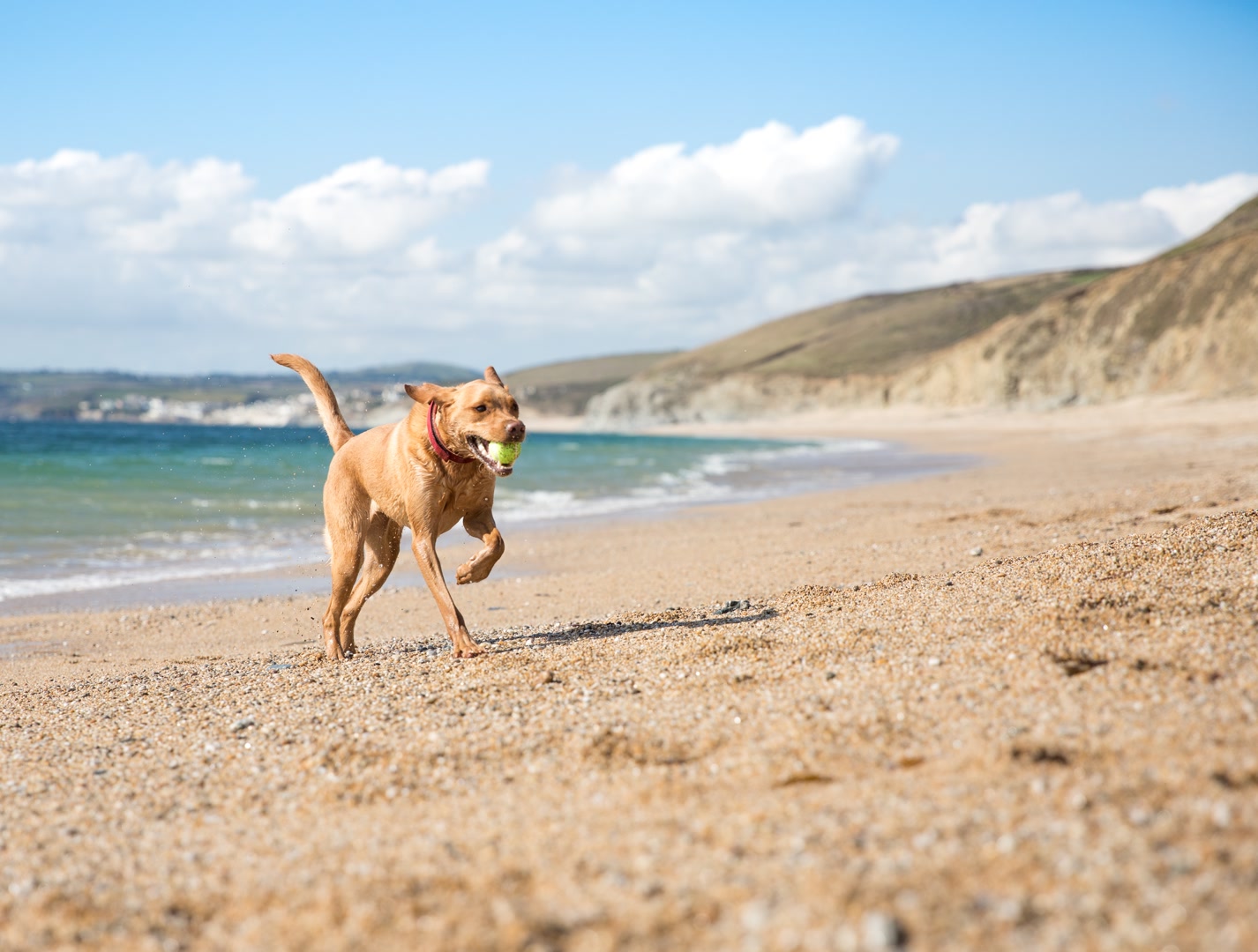 Dog-Friendly Cottages