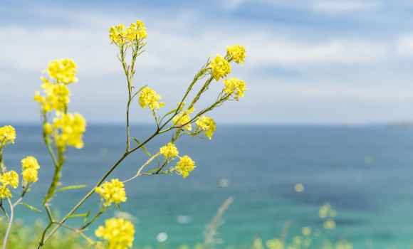 Bright Yellow wild flowers at the coast, St. Ives, Cornwall on a sunny June day.