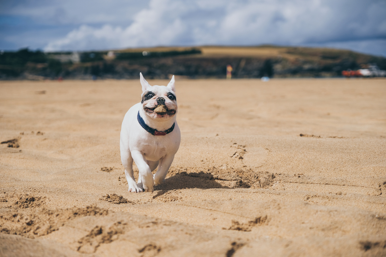 Happy Frenchie puppy playing at the beach