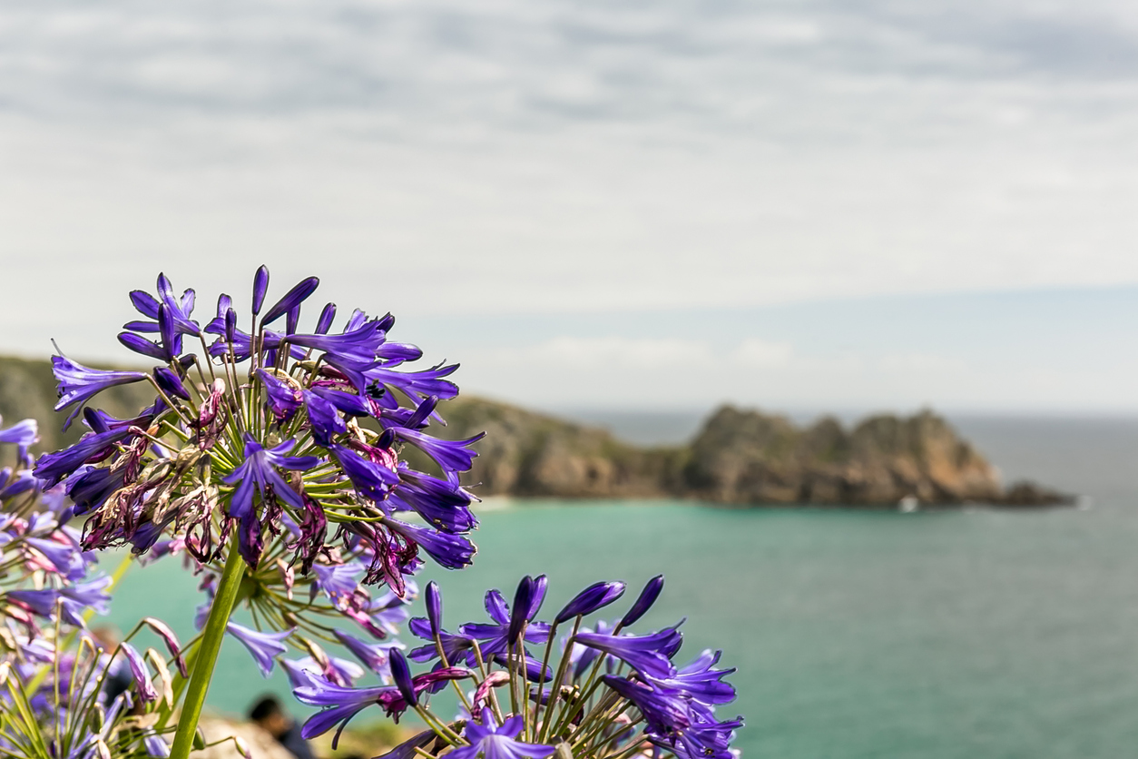 View of Cornwal seaside with flowers, UK