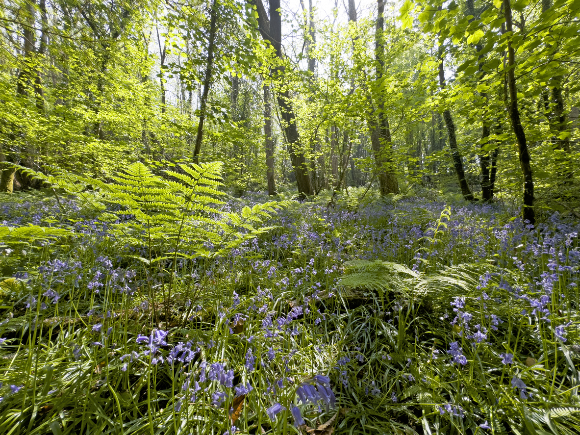 View across woodland with bluebells, Sheviock, Cornwall, UK