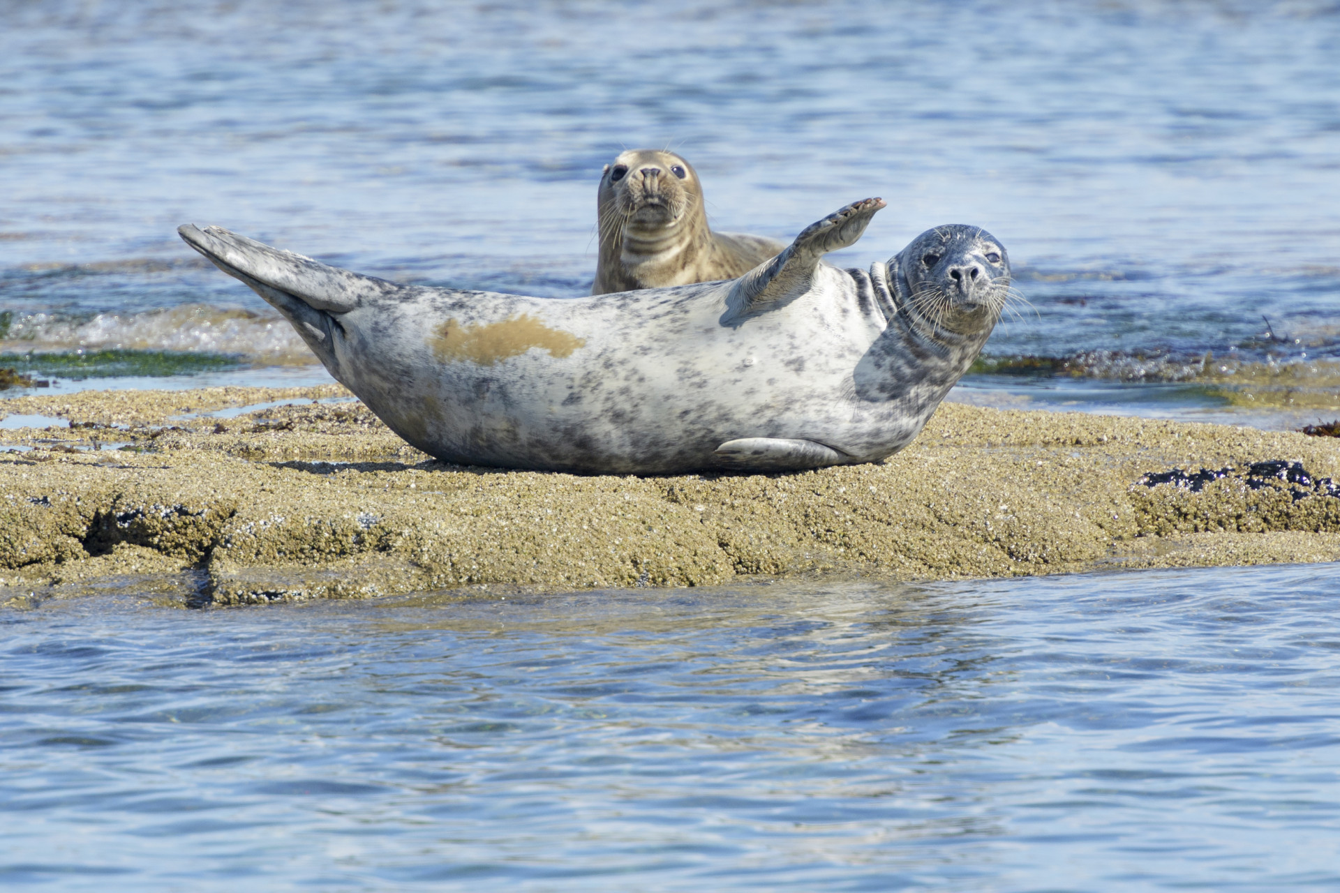Seal spotting