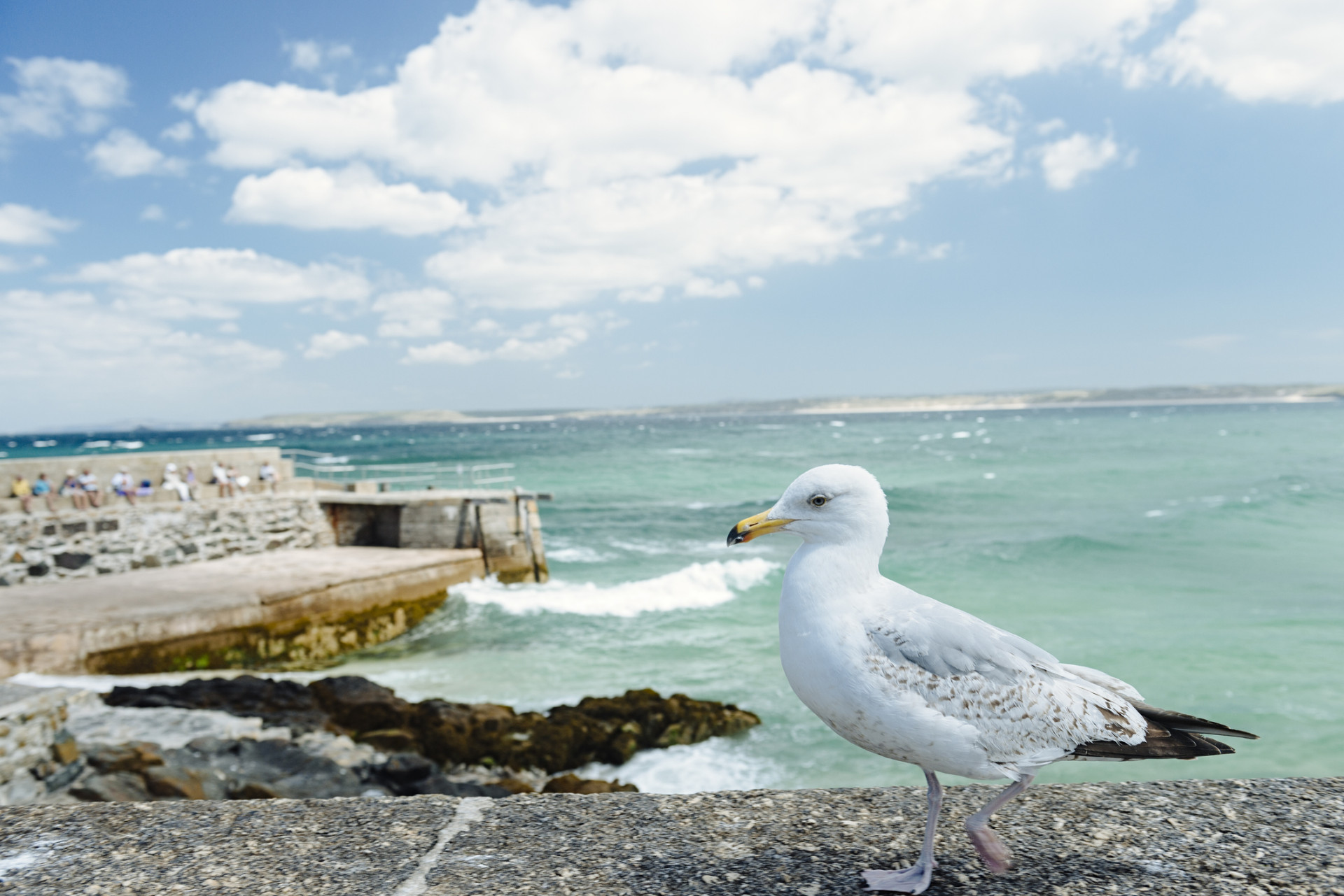 Seagull on the Harbour Wall in St. Ives, Cornwall on a bright June day. 