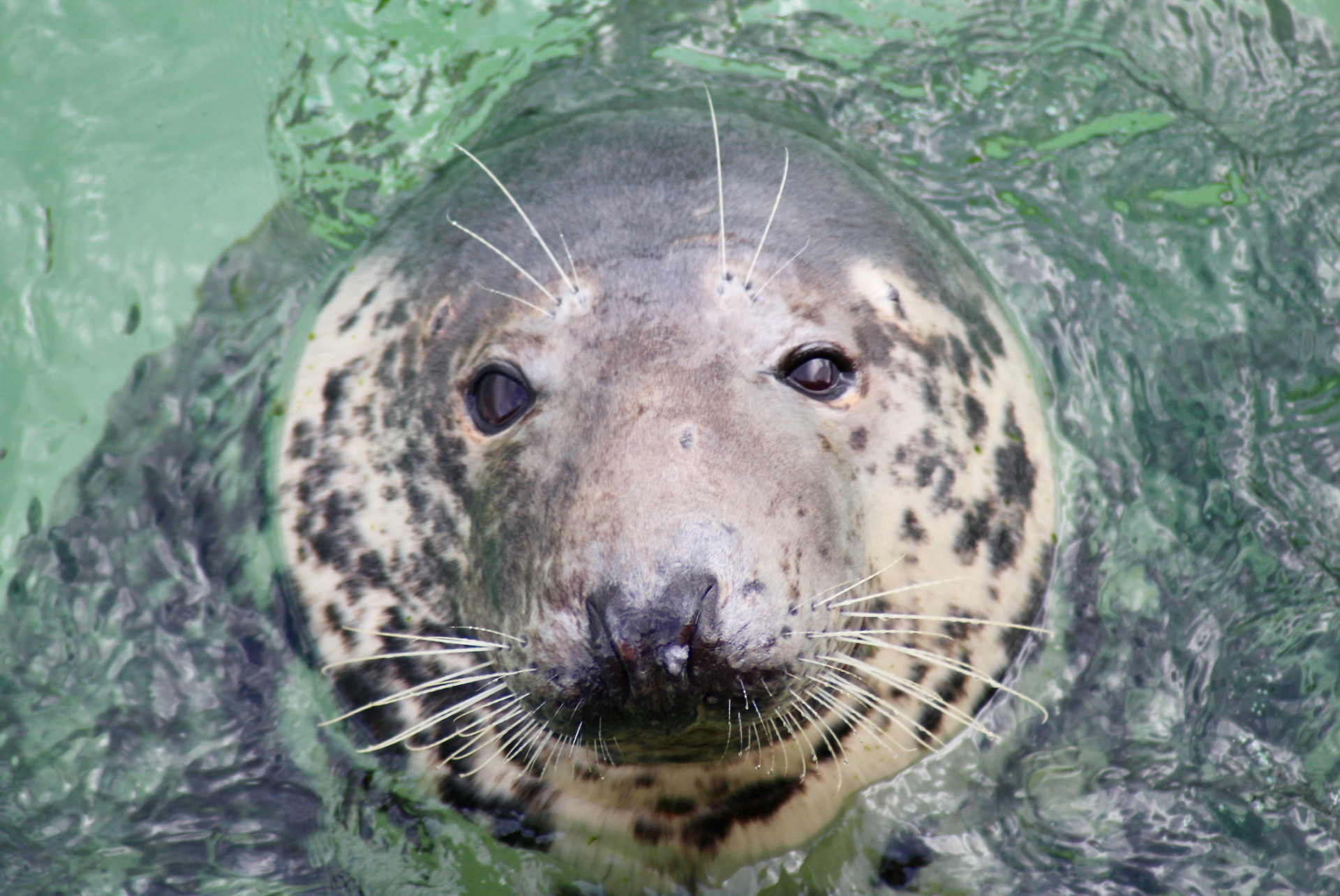 Seal
