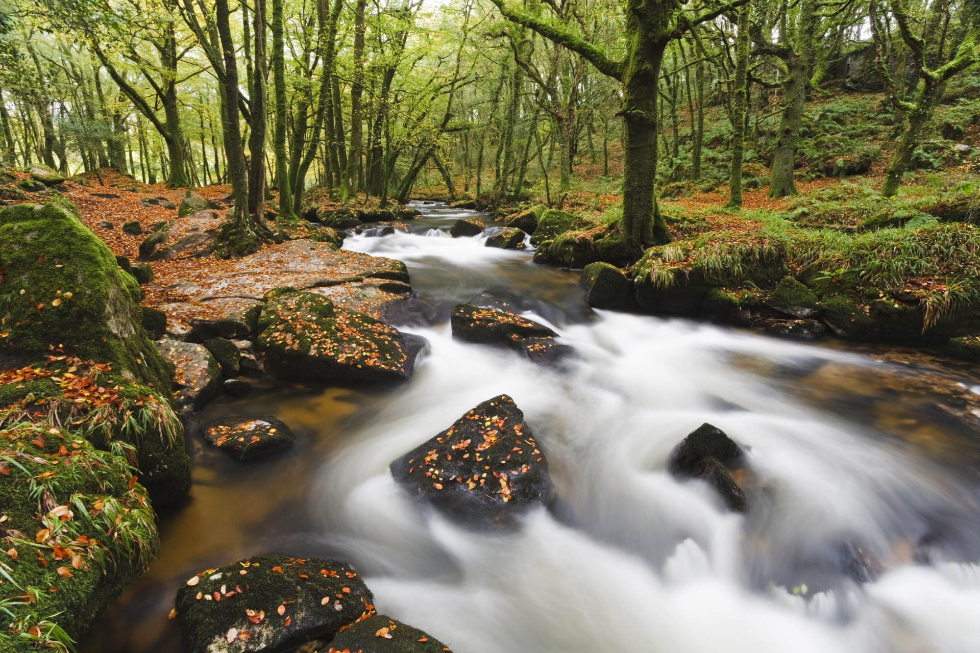 Golitha Falls